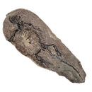 Barasaurus Besairiei - Fossil Specimen