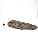 Barasaurus Besairiei - Fossil Specimen
