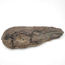 Barasaurus Besairiei - Fossil Specimen