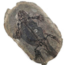 Barasaurus Besairiei - Pair - Fossil Specimen