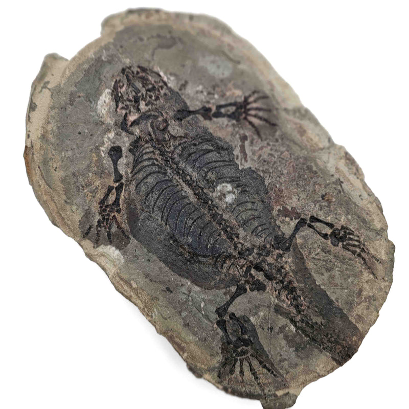 Barasaurus Besairiei - Pair - Fossil Specimen