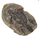 Barasaurus Besairiei - Pair - Fossil Specimen