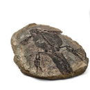 Barasaurus Besairiei - Pair - Fossil Specimen