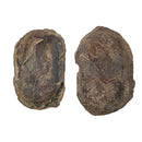 Barasaurus Besairiei - Pair - Fossil Specimen