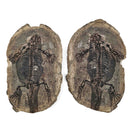 Barasaurus Besairiei - Pair - Fossil Specimen