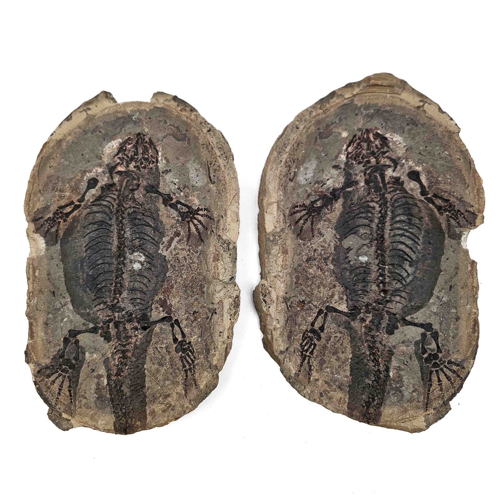 Barasaurus Besairiei - Pair - Fossil Specimen