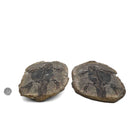 Barasaurus Besairiei - Pair - Fossil Specimen