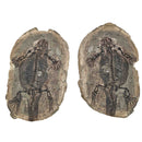 Barasaurus Besairiei - Pair - Fossil Specimen