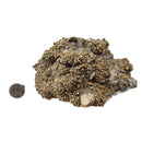 Barite & Pyrite - Specimen