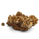 Barite - Specimen