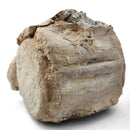 Basilosaurus Vertebrae - Fossil Specimen