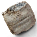 Basilosaurus Vertebrae - Fossil Specimen