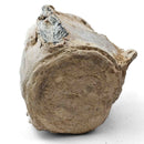 Basilosaurus Vertebrae - Fossil Specimen