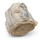 Basilosaurus Vertebrae - Fossil Specimen