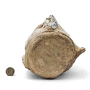 Basilosaurus Vertebrae - Fossil Specimen