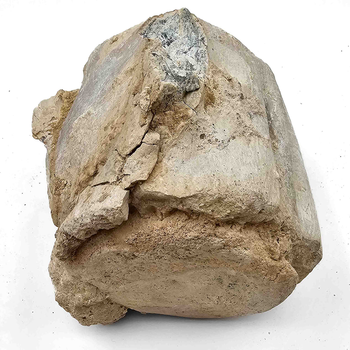 Basilosaurus Vertebrae - Fossil Specimen