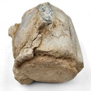 Basilosaurus Vertebrae - Fossil Specimen