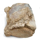 Basilosaurus Vertebrae - Fossil Specimen