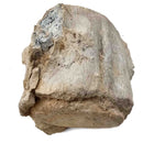 Basilosaurus Vertebrae - Fossil Specimen