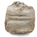 Basilosaurus Vertebrae - Fossil Specimen