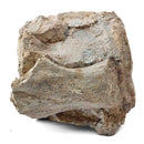 Basilosaurus Vertebrae - Fossil Specimen