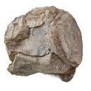 Basilosaurus Vertebrae - Fossil Specimen