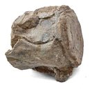 Basilosaurus Vertebrae - Fossil Specimen