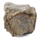 Basilosaurus Vertebrae - Fossil Specimen