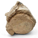 Basilosaurus Vertebrae - Fossil Specimen
