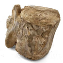Basilosaurus Vertebrae - Fossil Specimen