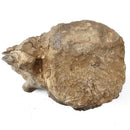 Basilosaurus Vertebrae - Fossil Specimen