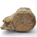 Basilosaurus Vertebrae - Fossil Specimen