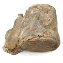 Basilosaurus Vertebrae - Fossil Specimen