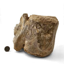 Basilosaurus Vertebrae - Fossil Specimen