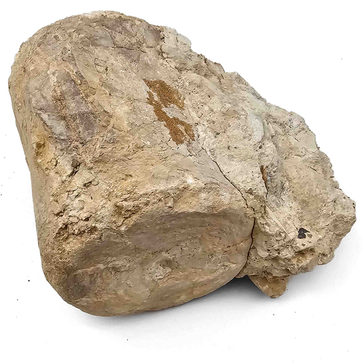 Basilosaurus Vertebrae - Fossil Specimen