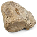 Basilosaurus Vertebrae - Fossil Specimen