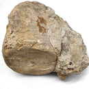 Basilosaurus Vertebrae - Fossil Specimen