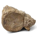 Basilosaurus Vertebrae - Fossil Specimen