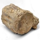 Basilosaurus Vertebrae - Fossil Specimen