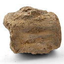 Basilosaurus Vertebrae - Fossil Specimen