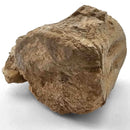 Basilosaurus Vertebrae - Fossil Specimen