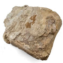 Basilosaurus Vertebrae - Fossil Specimen
