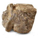 Basilosaurus Vertebrae - Fossil Specimen