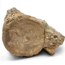 Basilosaurus Vertebrae - Fossil Specimen