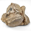 Basilosaurus Vertebrae - Fossil Specimen