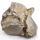 Basilosaurus Vertebrae - Fossil Specimen