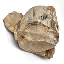 Basilosaurus Vertebrae - Fossil Specimen