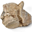 Basilosaurus Vertebrae - Fossil Specimen