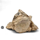 Basilosaurus Vertebrae - Fossil Specimen