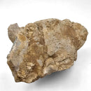 Basilosaurus Vertebrae - Fossil Specimen